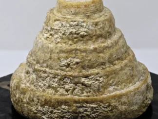 MONTEBORE